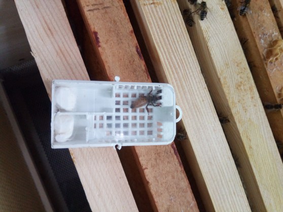 Sorge um die Bienenstöcke…