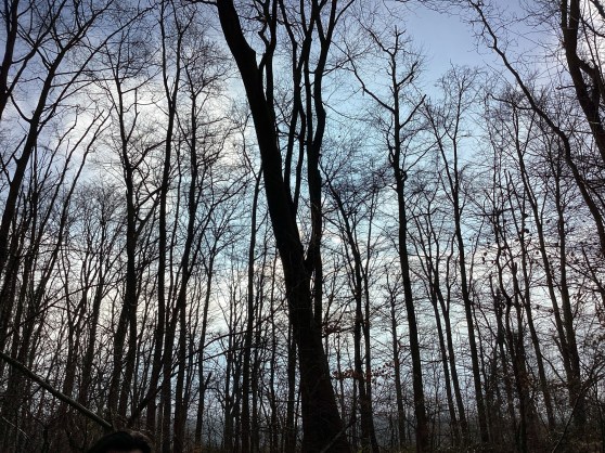 Wenn der Wald zum Klassenzimmer wird…