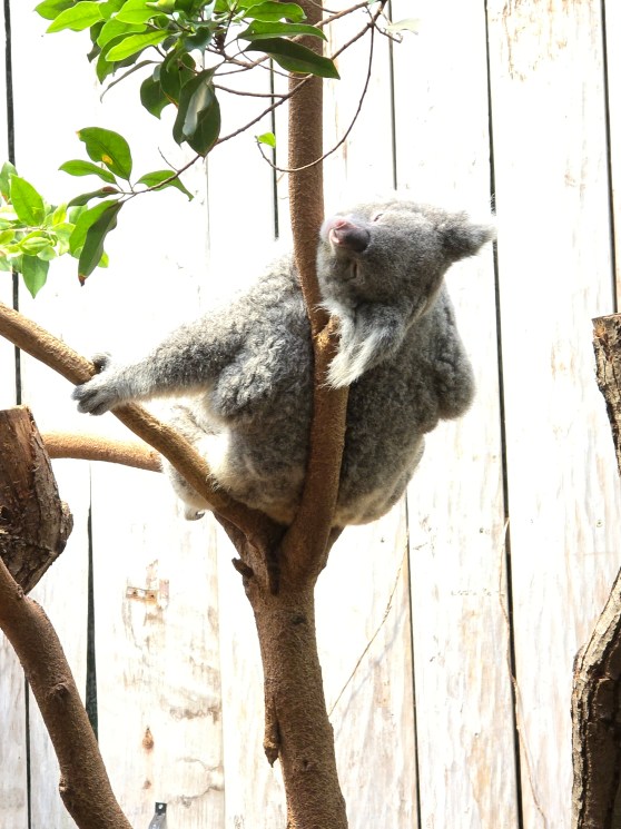 Warum ein Zoobesuch wichtig ist