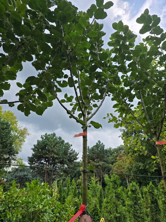 Fortschritte bei der Einrichtung einer Streuobstwiese