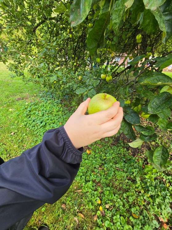 Alle Jahre wieder – Besuch der Streuobstwiese