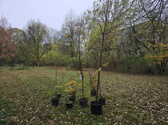 Ein Naturraum auf dem Schulgelände: Die Streuobstwiese