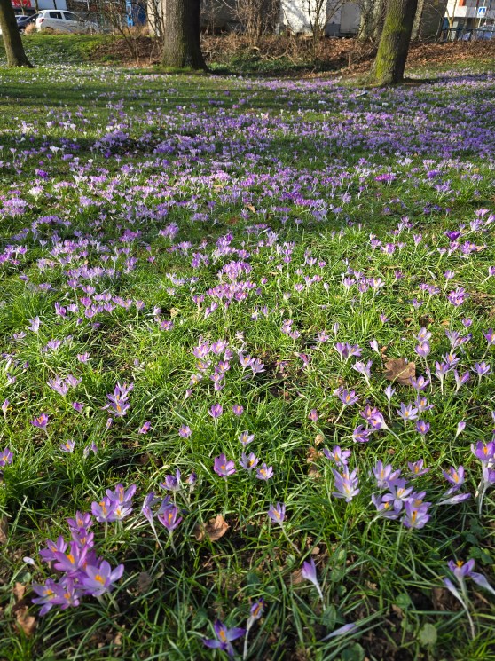 Die Bienenklasse sucht den Frühling
