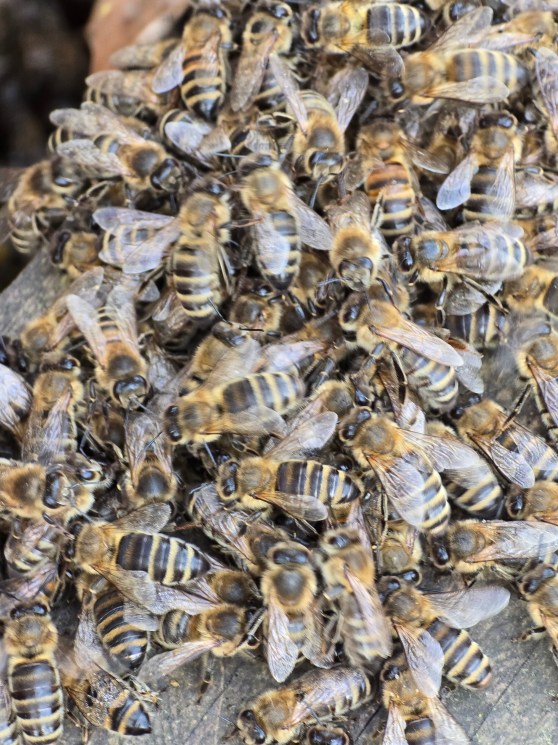 Die Bienenvölker werden ausgewintert