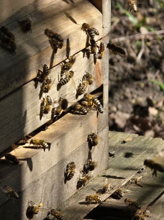 Aktuelles aus der Schulimkerei
