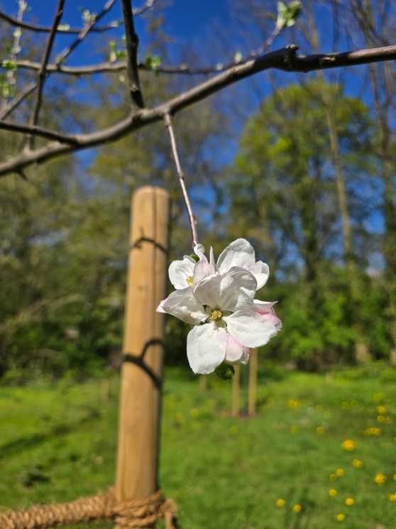 Die Streuobstwiese erblüht