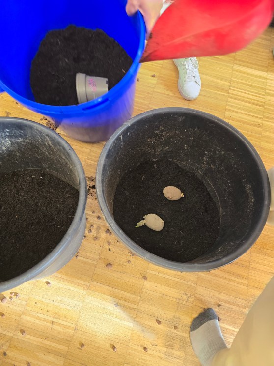 Jetzt schon an den Herbst denken – Kartoffeln für die Alfred-Adler-Schule