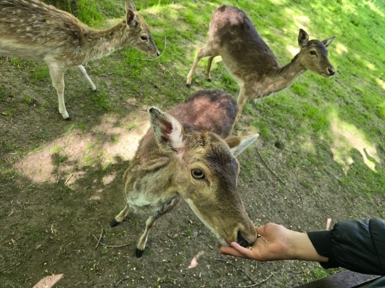 Das Damwildgehege und die Waldschule in Rheinhausen