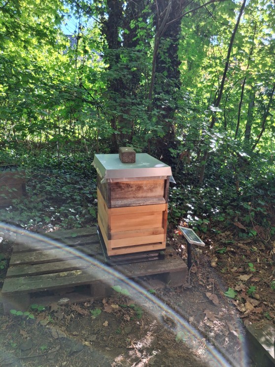 Spende eines Bienenvolks für die Schulimkerei